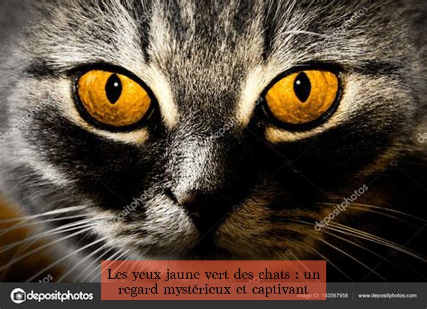 Les yeux jaune vert des chats : un regard mystérieux et captivant