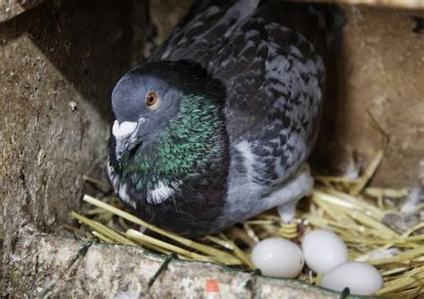 Processus d'éclosion des œufs de pigeonPigeons l'éclosion des œufs le processus et le temps dépendront fortement de comment et quand ils s'accouplent. Ces oiseaux suivent la parthénogenèse pour pondre des œufs. Mais quel est le processus d'éclosion?