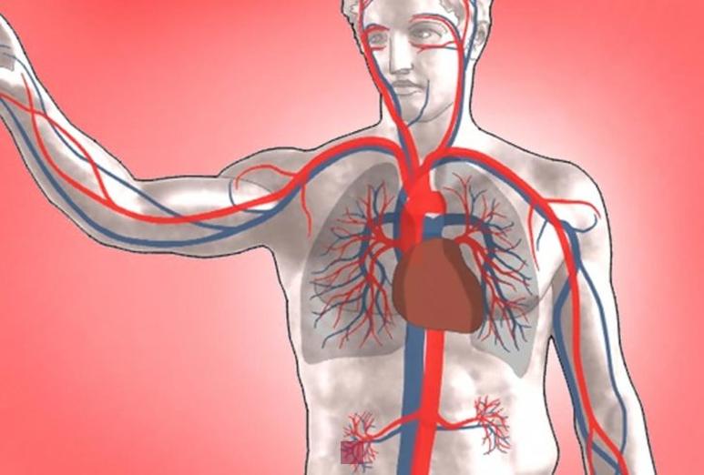 Comprendre les caillots de sang : de la formation normale aux risques potentiels