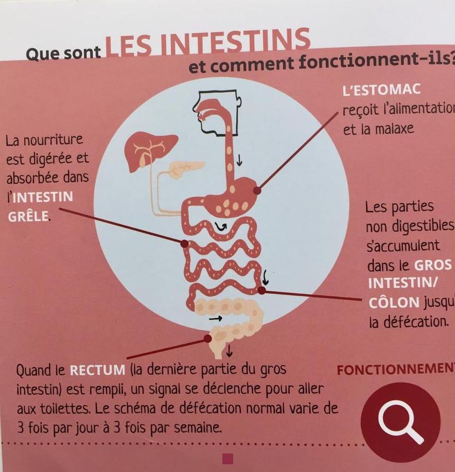 Librax pour le syndrome du côlon irritable : Avis et informations essentielles